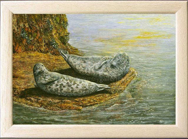 Image of The Sunny Spot, Atlantic Grey Seals, Low Tide, Newquay Harbour, Cornwall